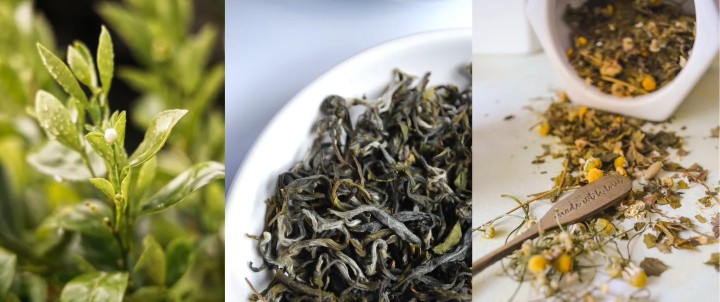 ชาคอซซี่ Cozxy Signature Tea ใบชาคุณภาพ 100% Natural ของขวัญสุขภาพ