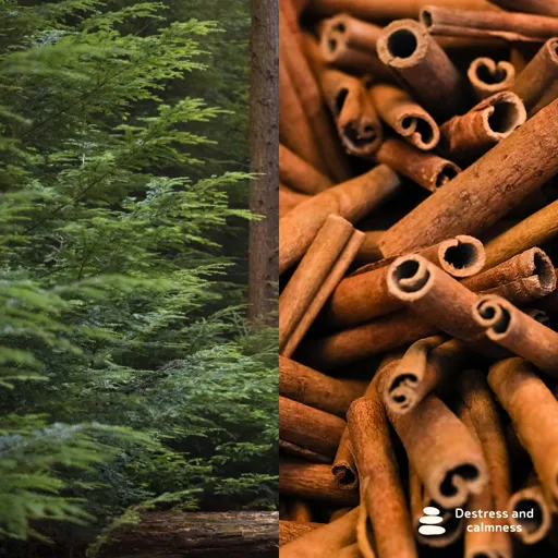 Cedarwood & Cinnamon เทียนหอมขนาด 240g - COZXY Product Image