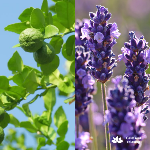 Bergamot & Lavender เทียนหอมขนาด 240g - COZXY Product Image