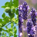 Bergamot & Lavender เทียนหอมขนาด 240g - COZXY Thumbnail